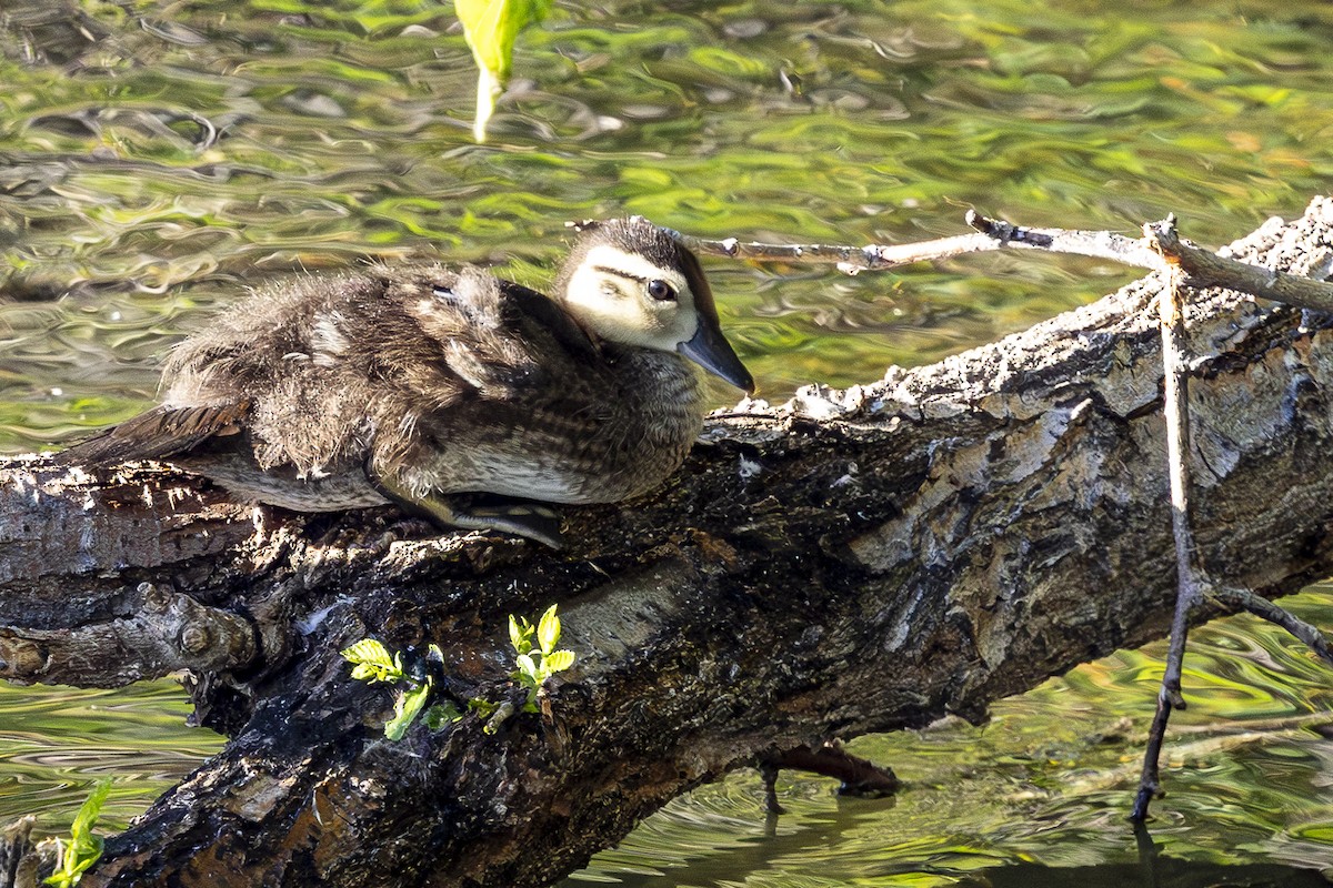Pato Joyuyo - ML646048909