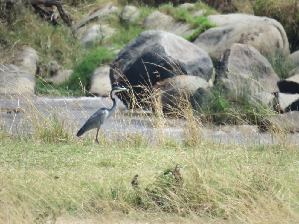 Garza Cabecinegra - ML646048910