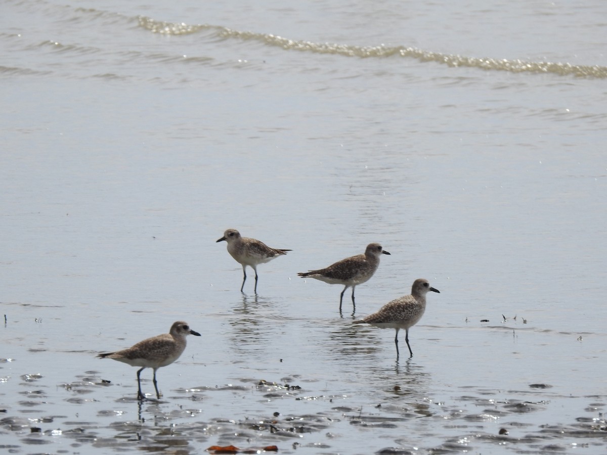 Chorlito Gris - ML646048911
