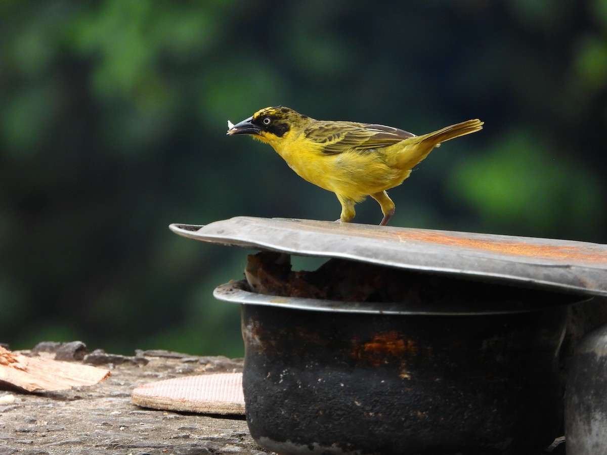 Tejedor Baglafecht - ML646048912