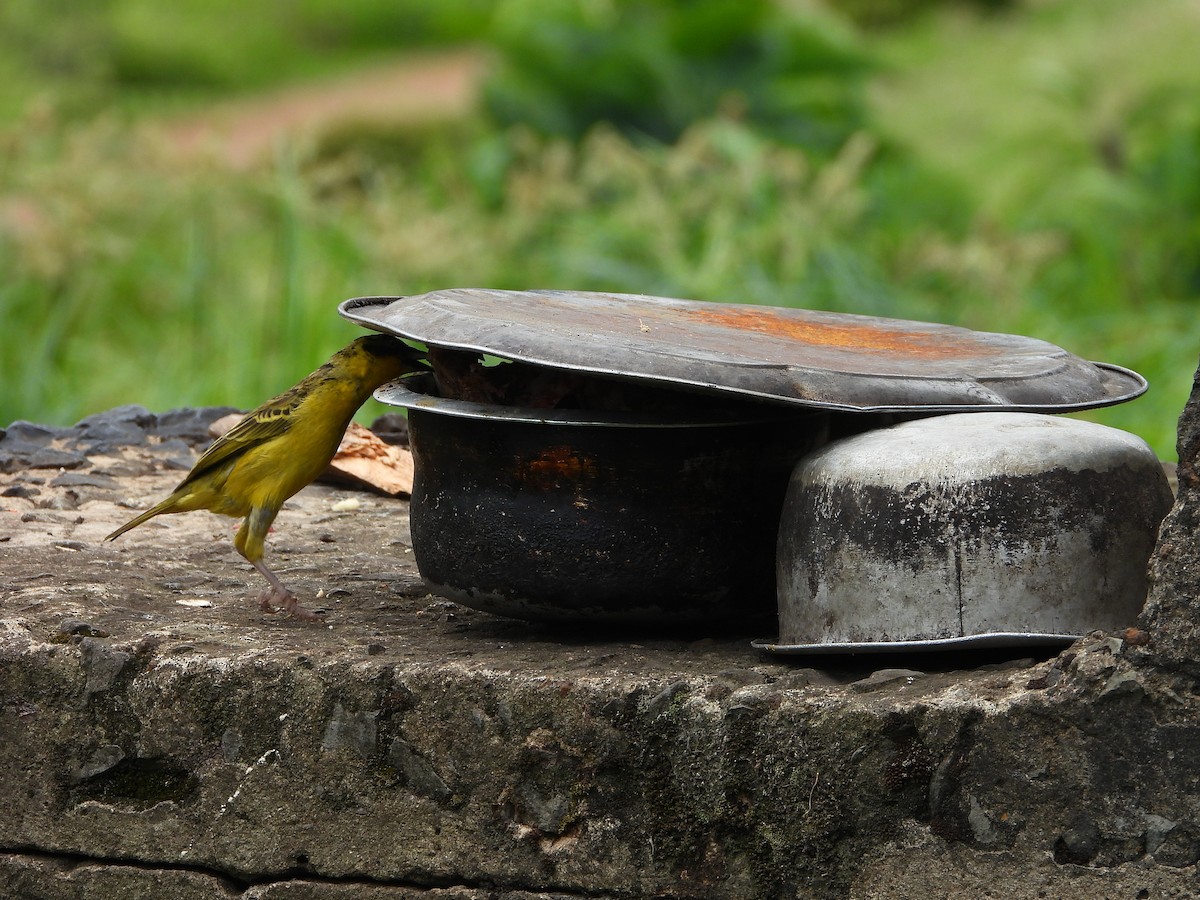 Tejedor Baglafecht - ML646048913