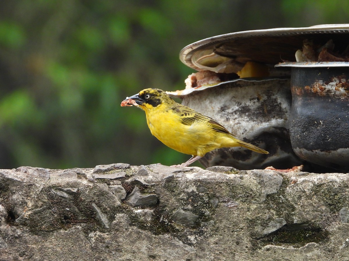 Tejedor Baglafecht - ML646048914