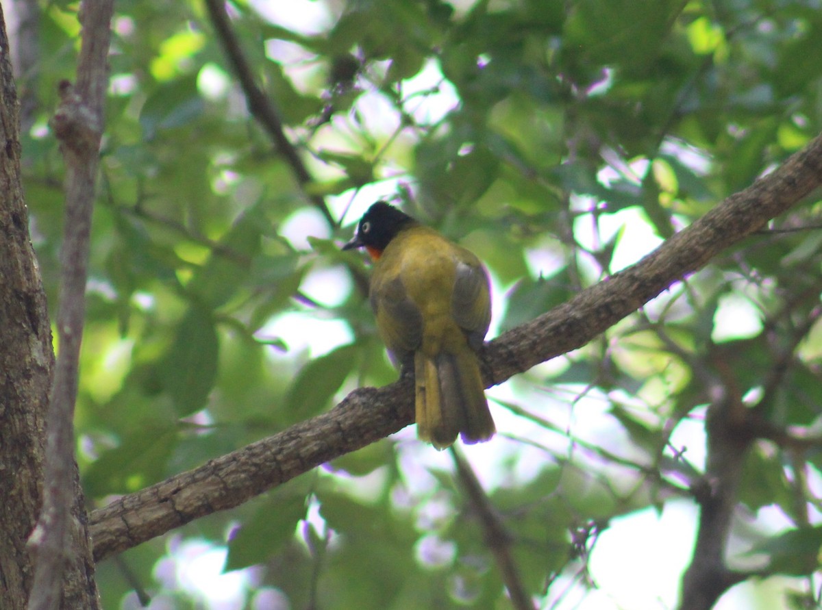 Bulbul Gorjinaranja - ML646048915