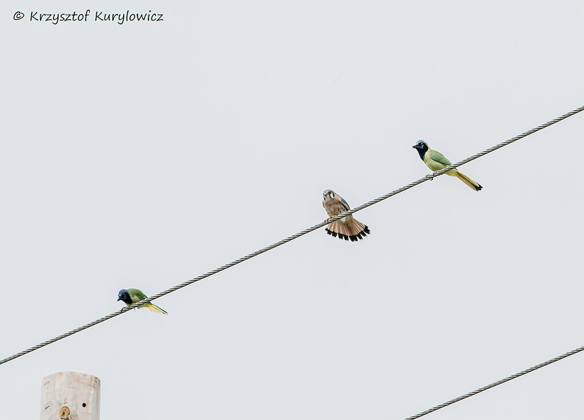 Chara Verde - ML646048916