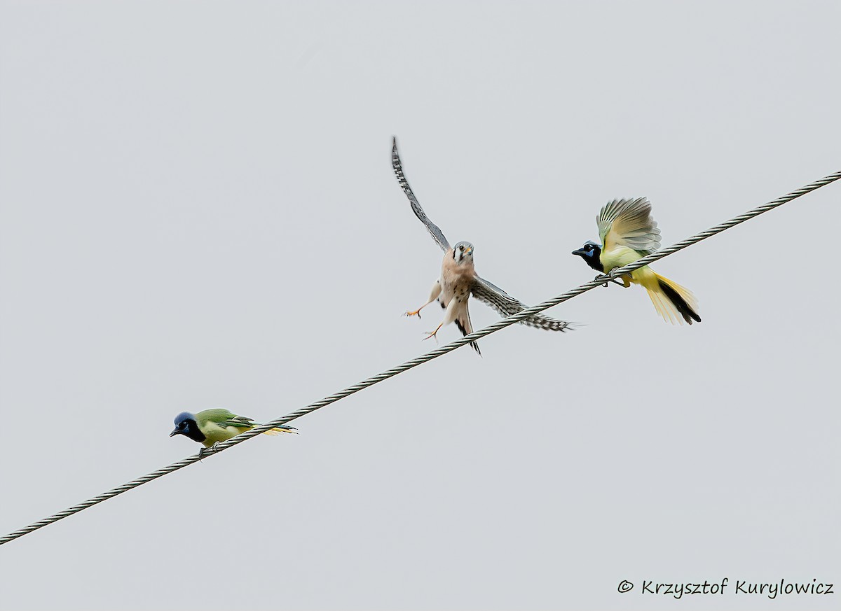 Chara Verde - ML646048917