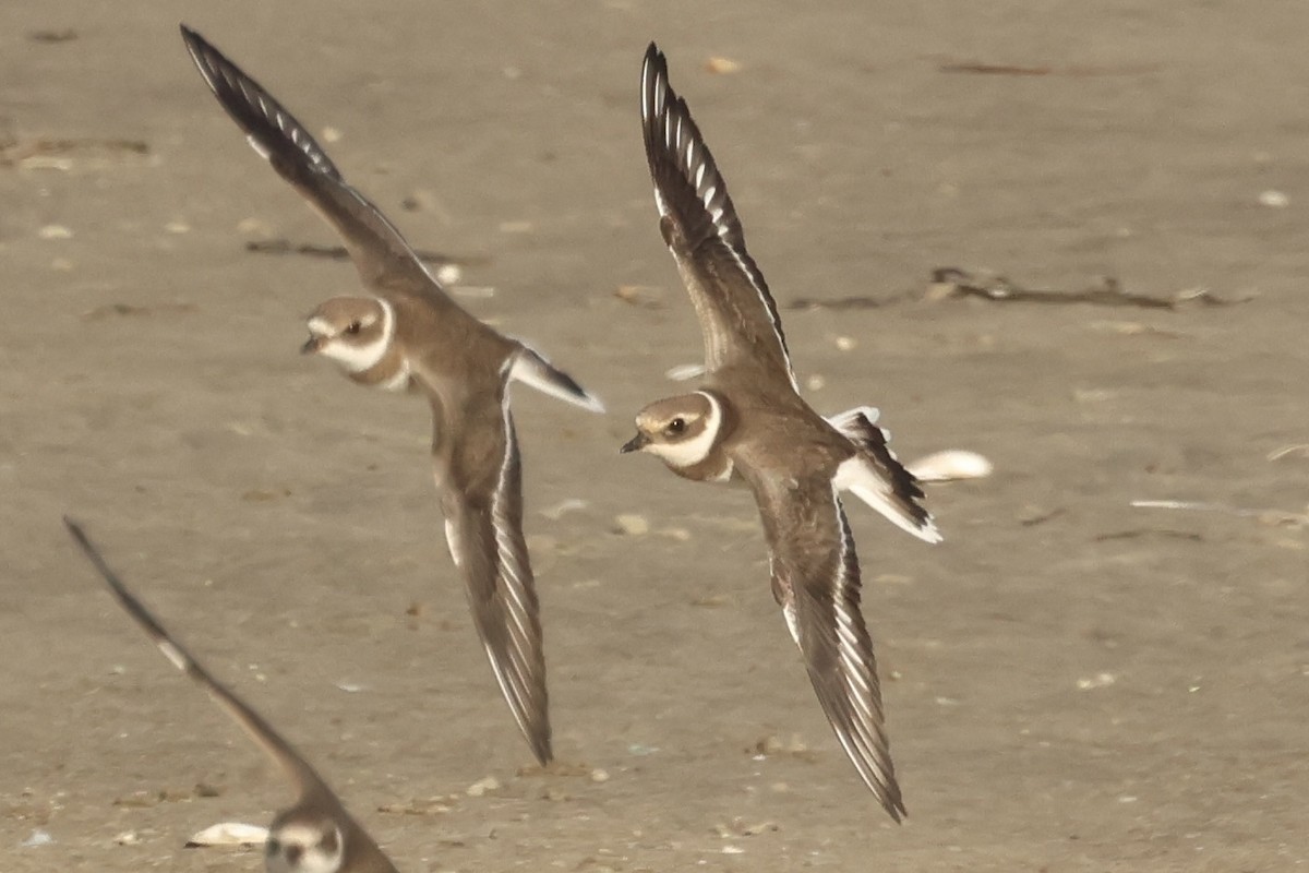 Common Ringed Plover - ML646048918