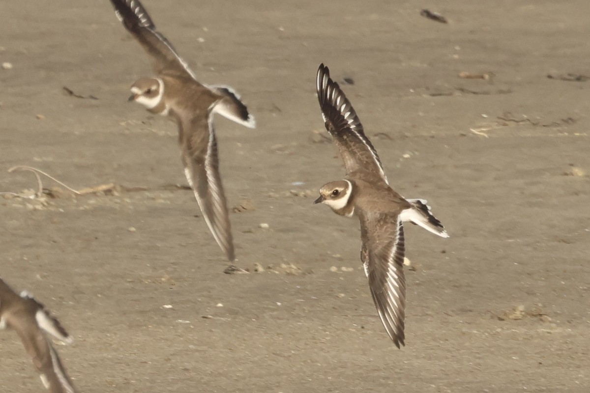 Common Ringed Plover - ML646048919