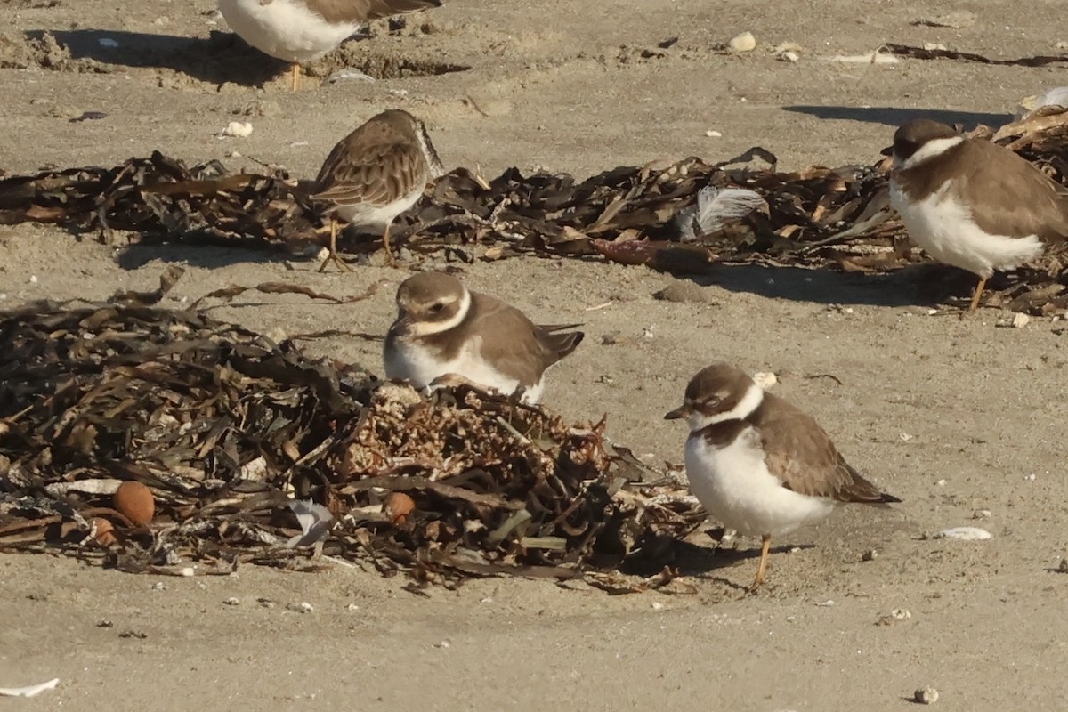 Common Ringed Plover - ML646048920