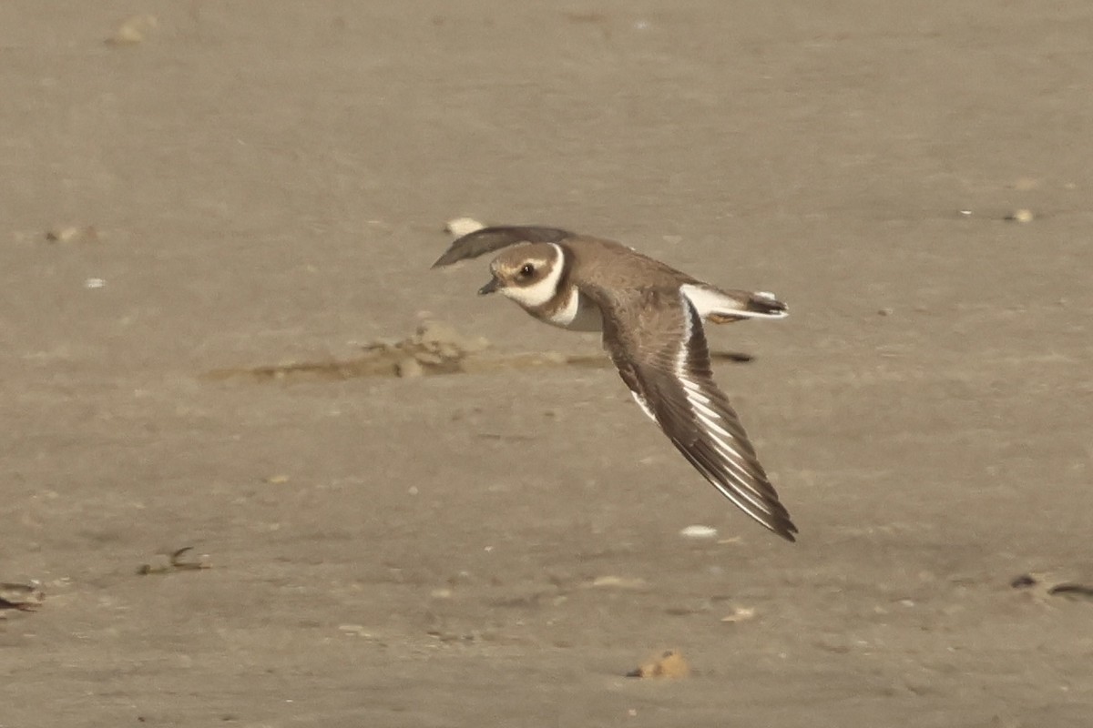 Common Ringed Plover - ML646048921