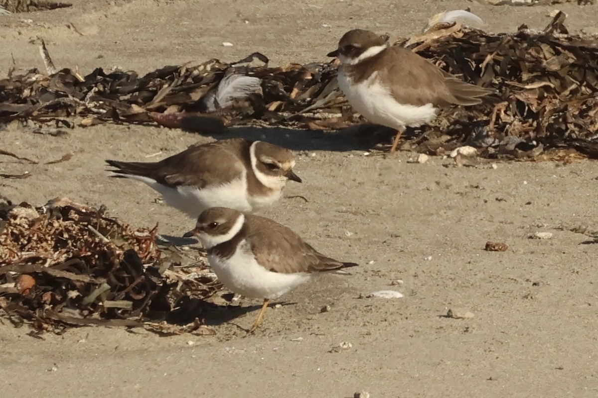 Common Ringed Plover - ML646048922
