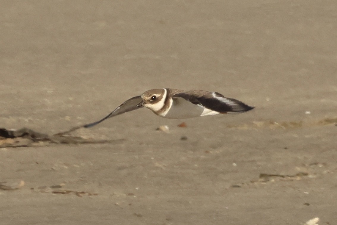 Common Ringed Plover - ML646048923