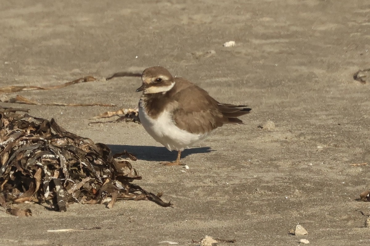 Common Ringed Plover - ML646048924