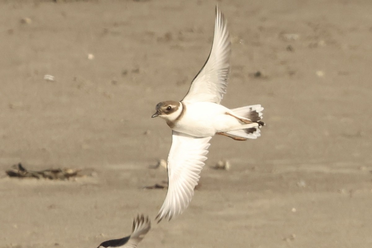 Common Ringed Plover - ML646048925