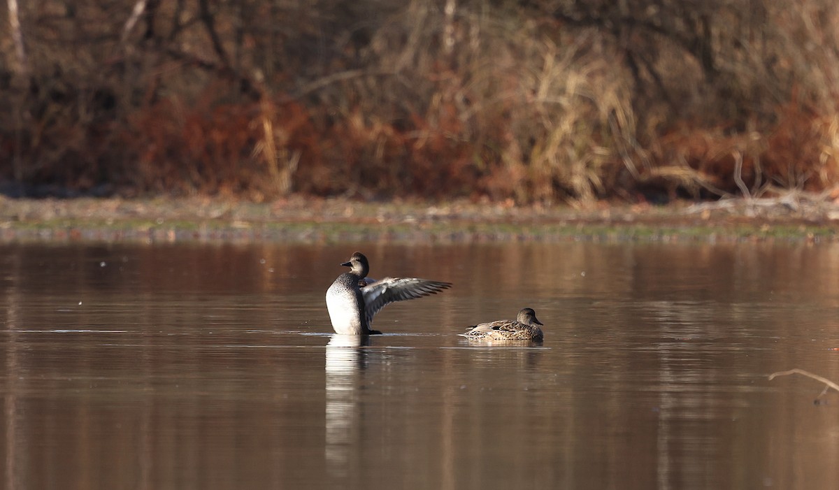 Ánade Friso - ML646048926