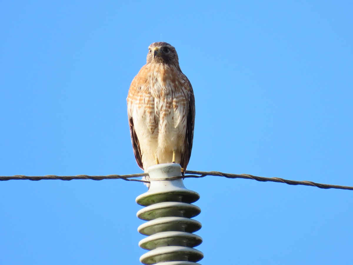 Red-shouldered Hawk - ML646048927