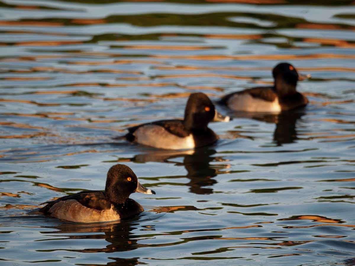 Porrón Acollarado - ML646048929