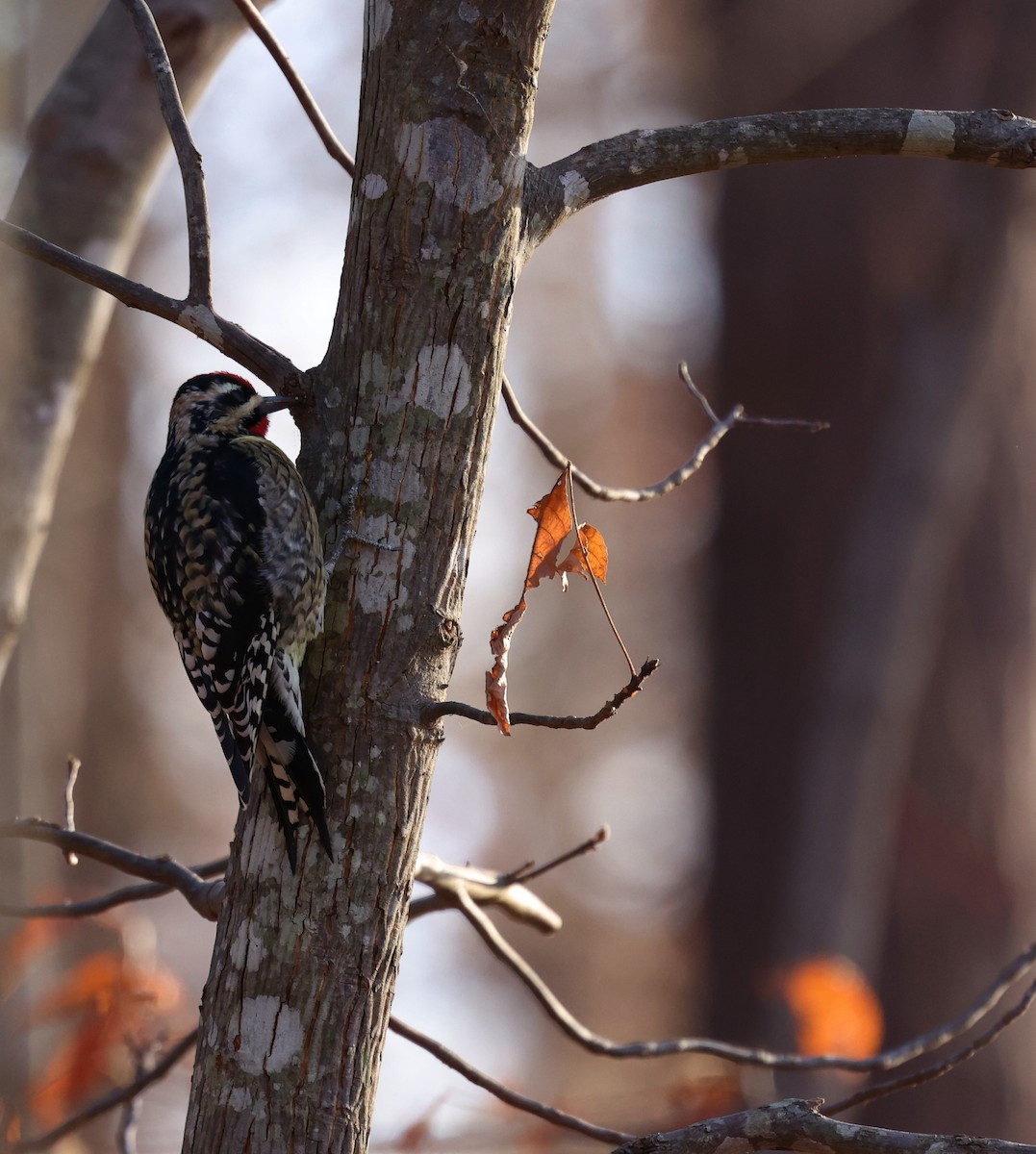 Yellow-bellied Sapsucker - ML646048936