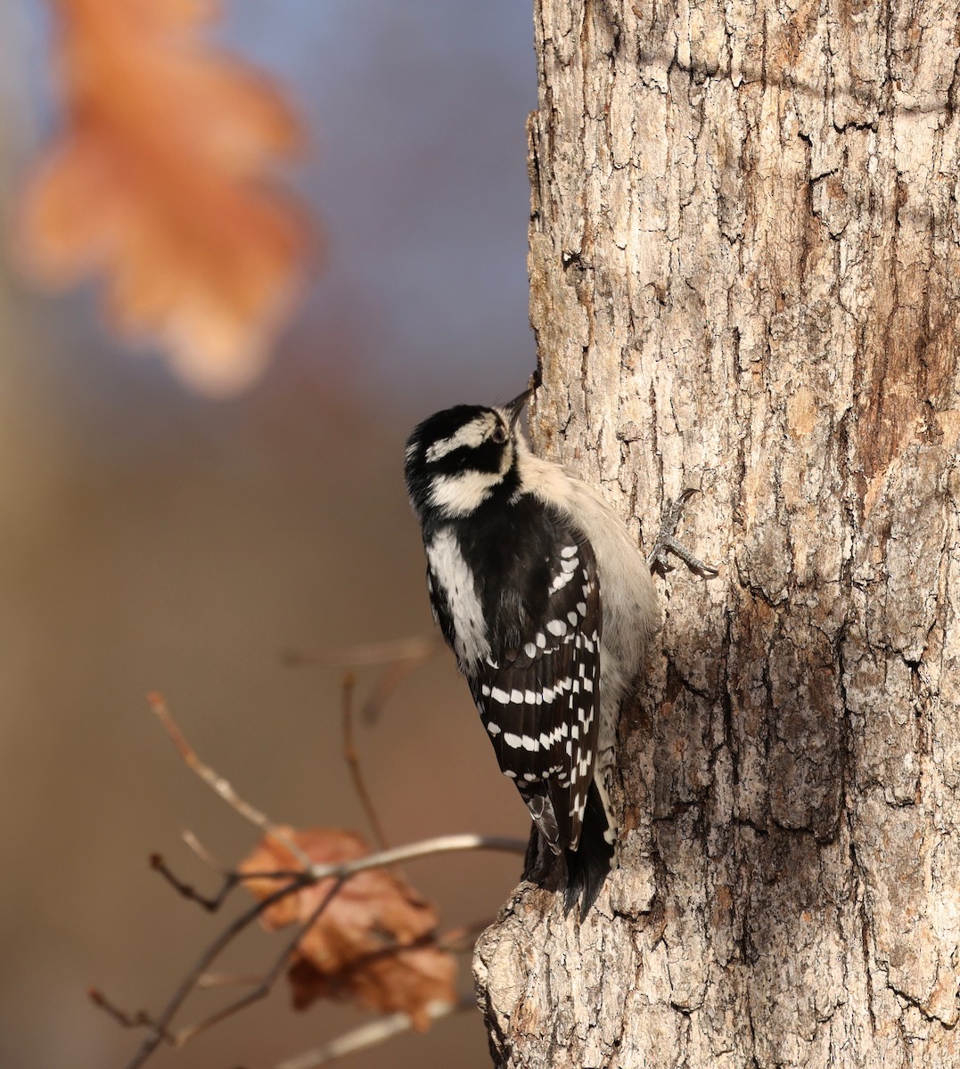 Downy Woodpecker - ML646048943