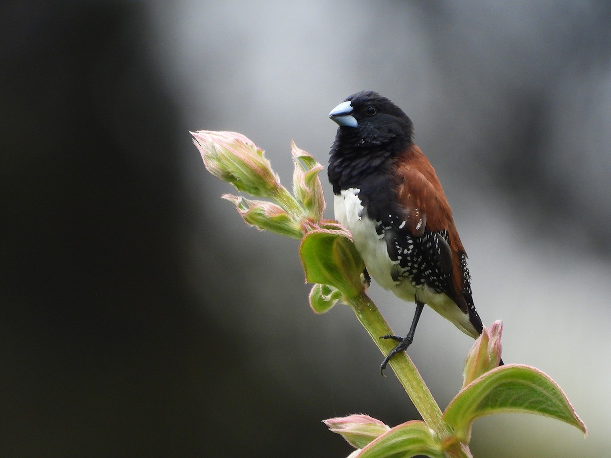 Black-and-white Mannikin (Red-backed) - ML646048948