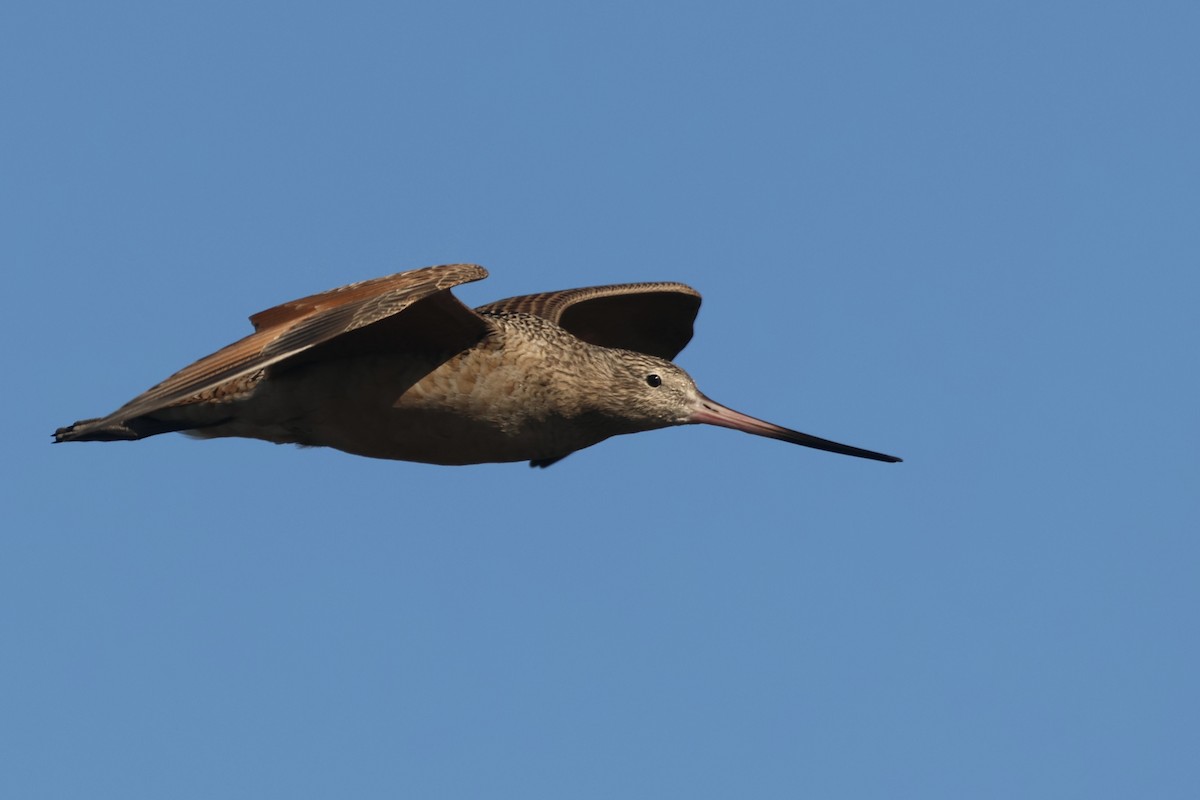 Marbled Godwit - ML646048951
