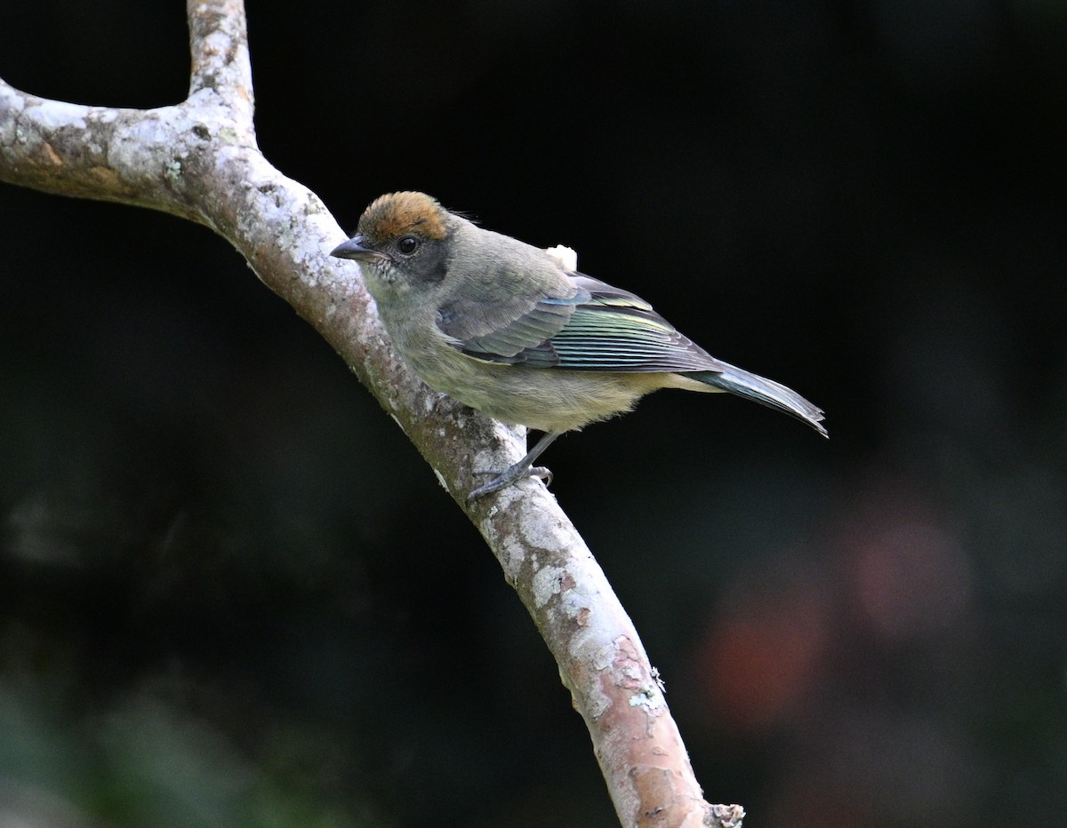 Scrub Tanager - ML646048952