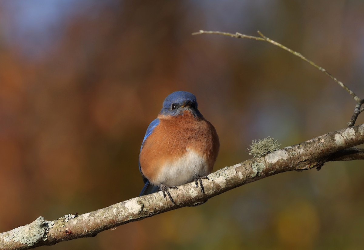 Eastern Bluebird - ML646048955