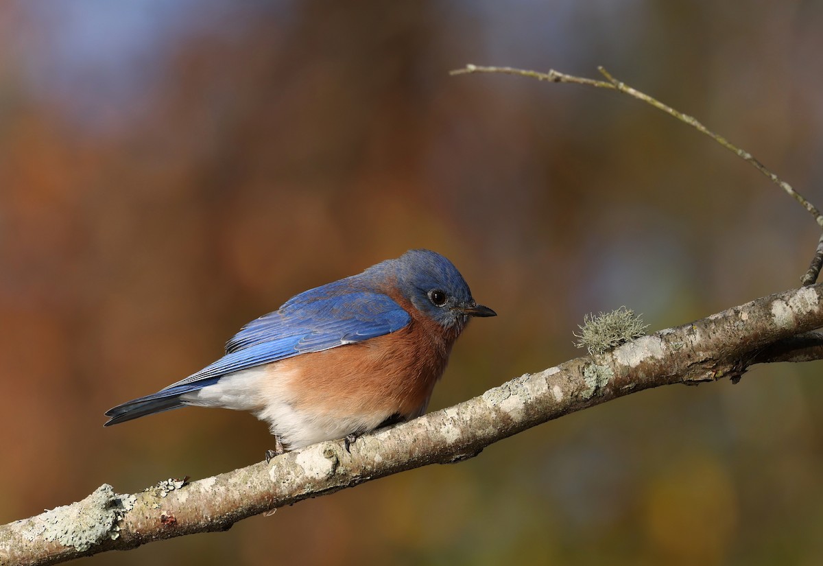 Eastern Bluebird - ML646048956