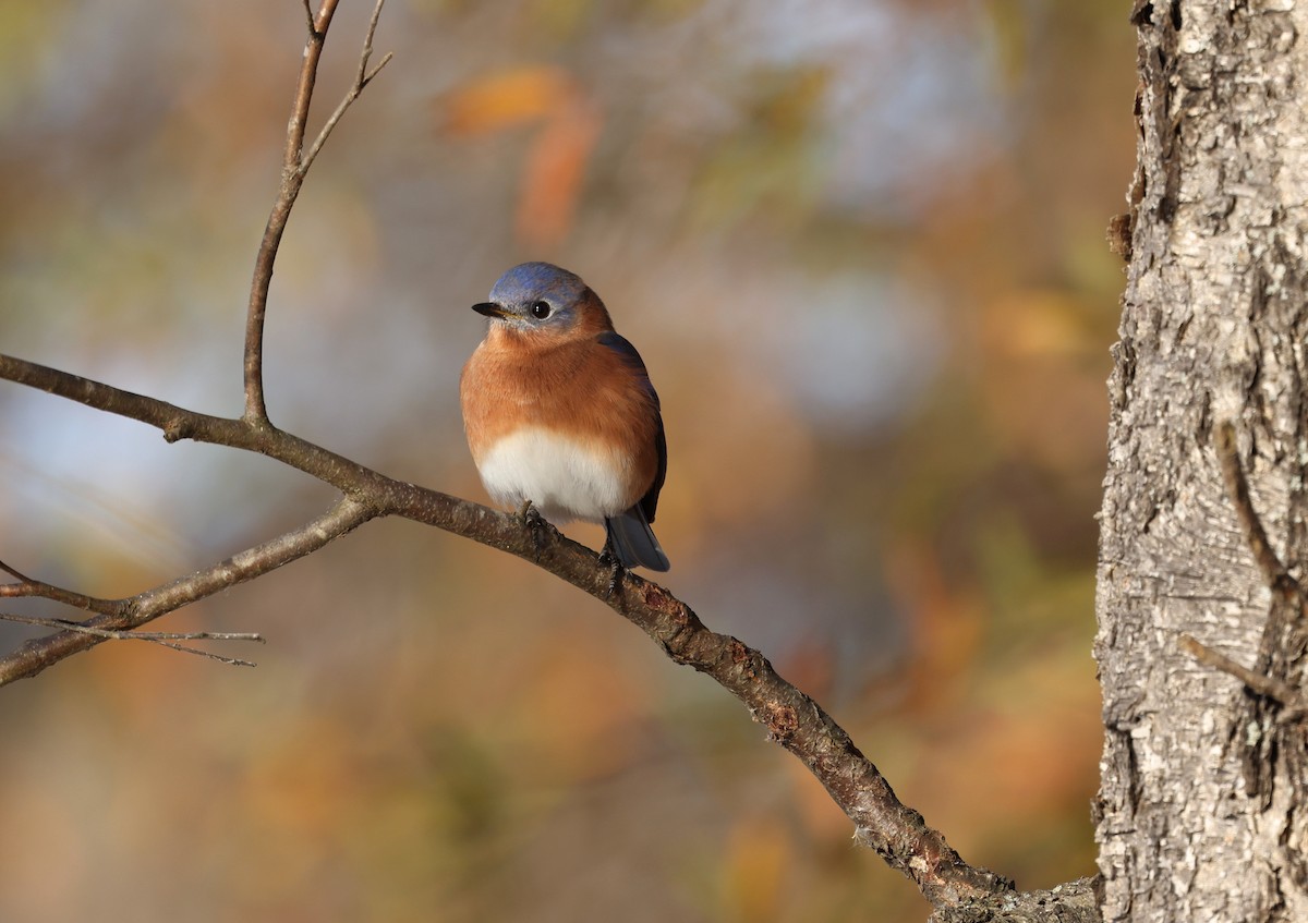 Eastern Bluebird - ML646048957