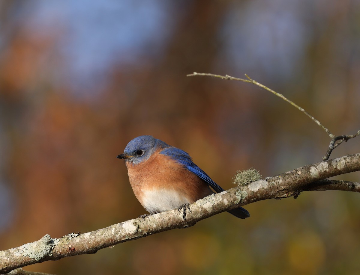 Eastern Bluebird - ML646048958