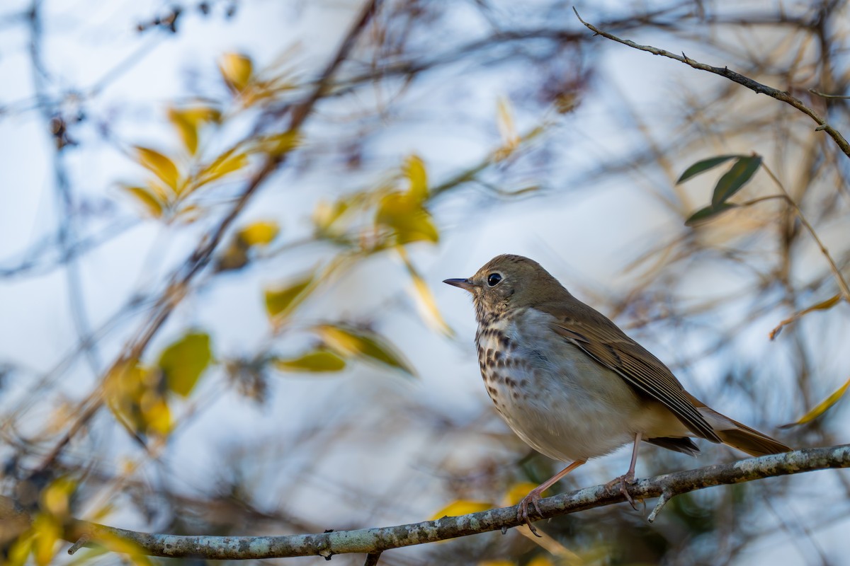 Hermit Thrush (faxoni/crymophilus) - ML646048962