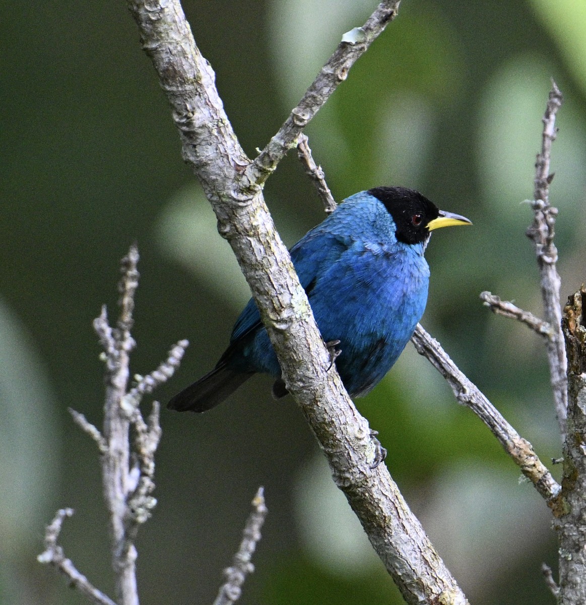 Green Honeycreeper - ML646048965