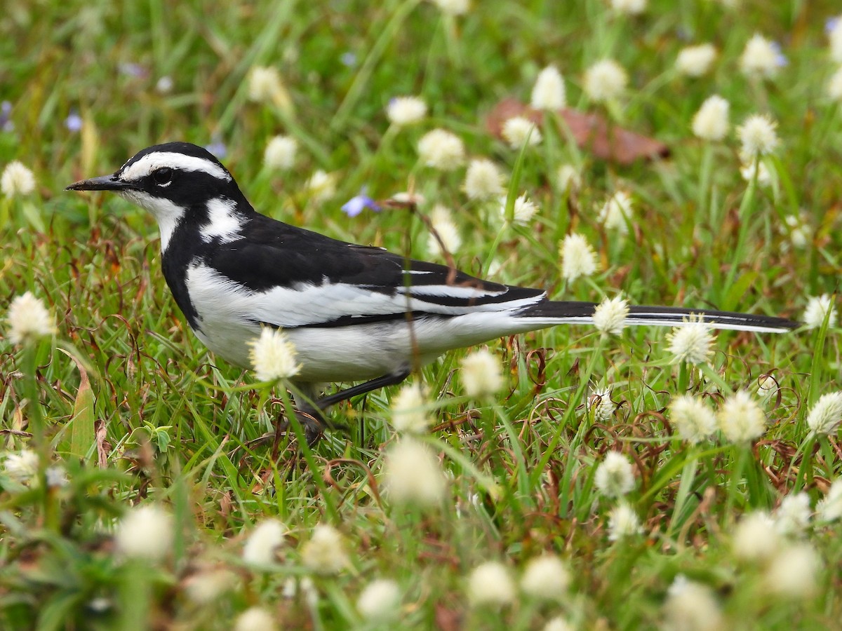 African Pied Wagtail - ML646048970