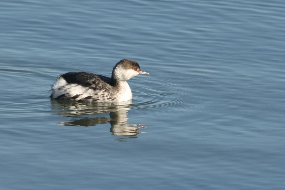 Красношейная поганка - ML646048972