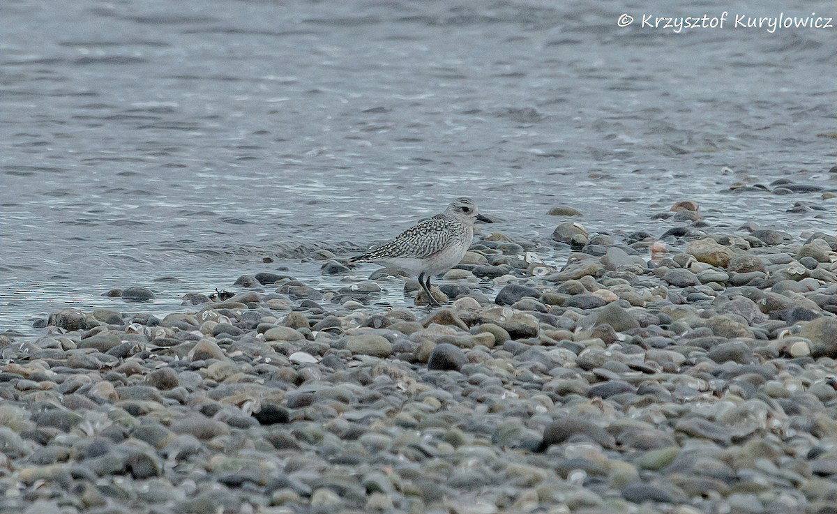 חופזי מנומר - ML646048973