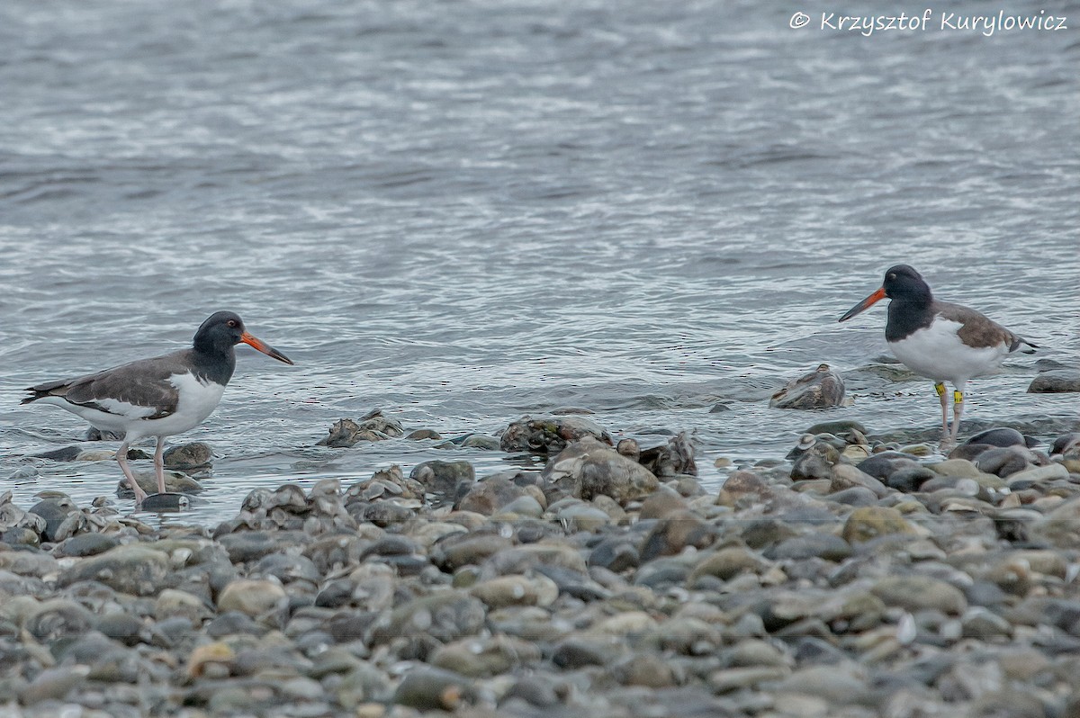 American Oystercatcher - ML646048978