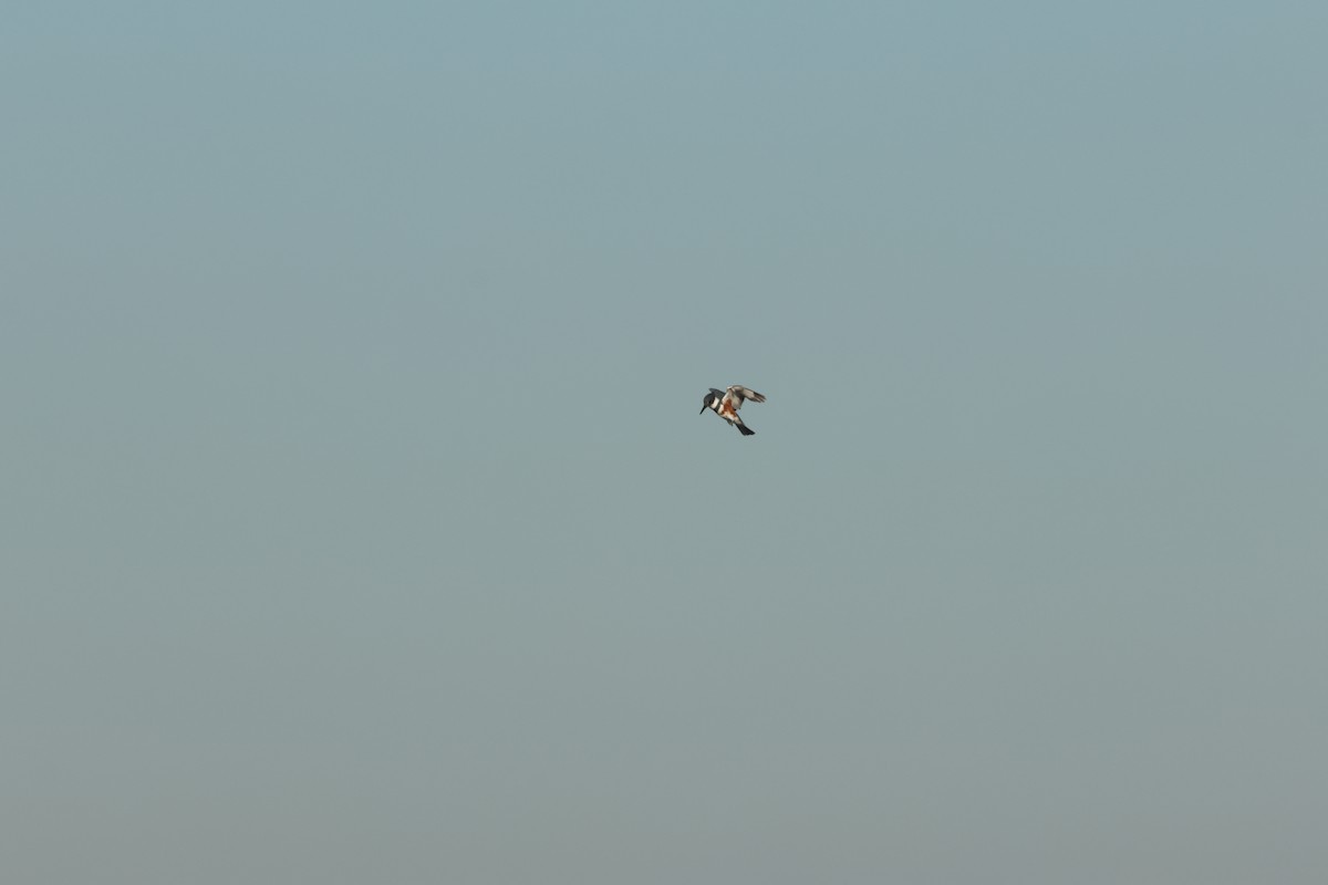 Belted Kingfisher - ML646048979