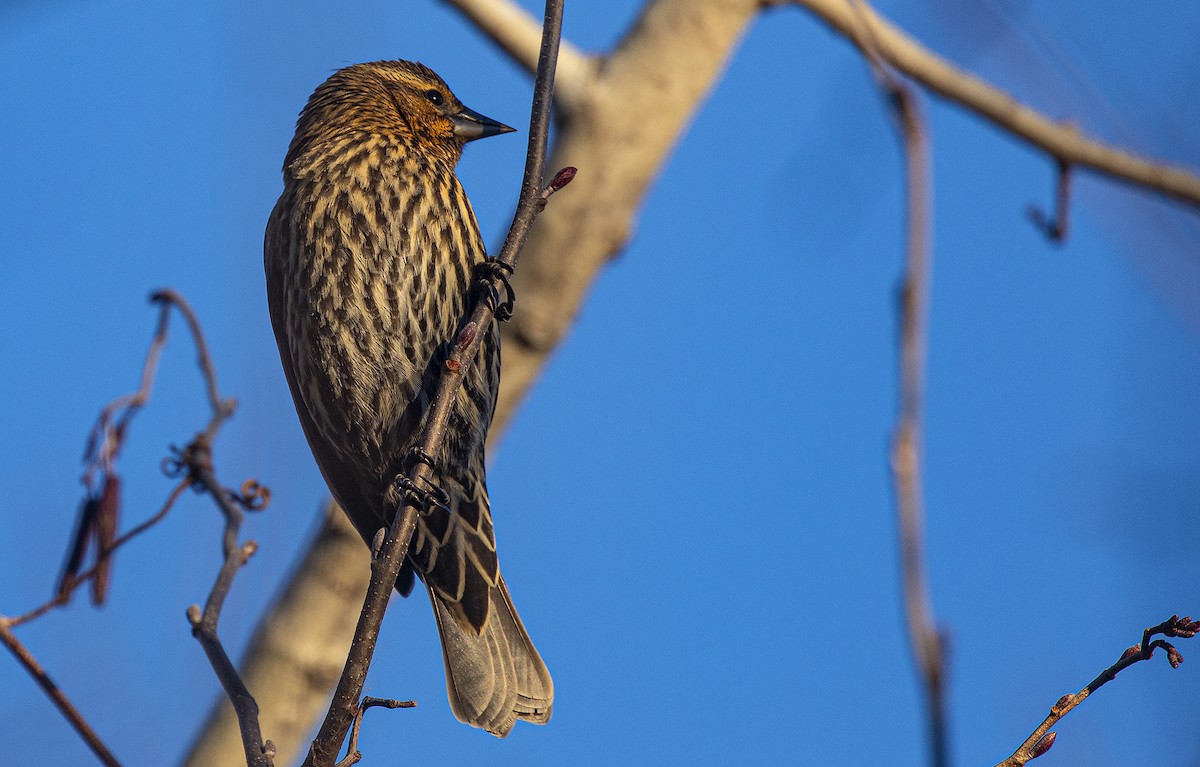 Еполетник червоноплечий [група phoeniceus] - ML646048980
