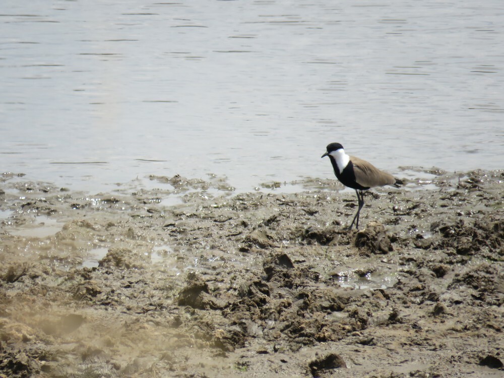 Vanneau à éperons - ML646048987