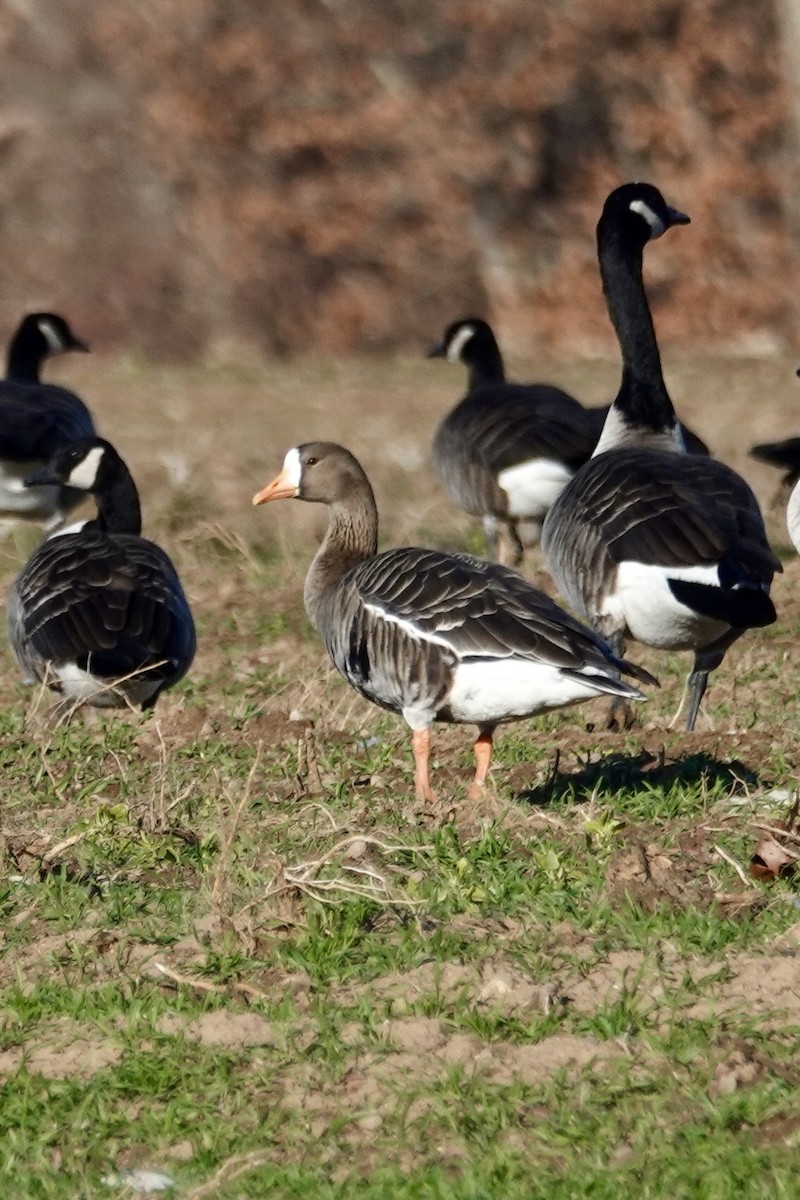 Greater White-fronted Goose - ML646048988