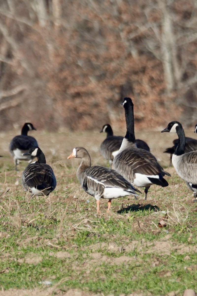 Greater White-fronted Goose - ML646048989