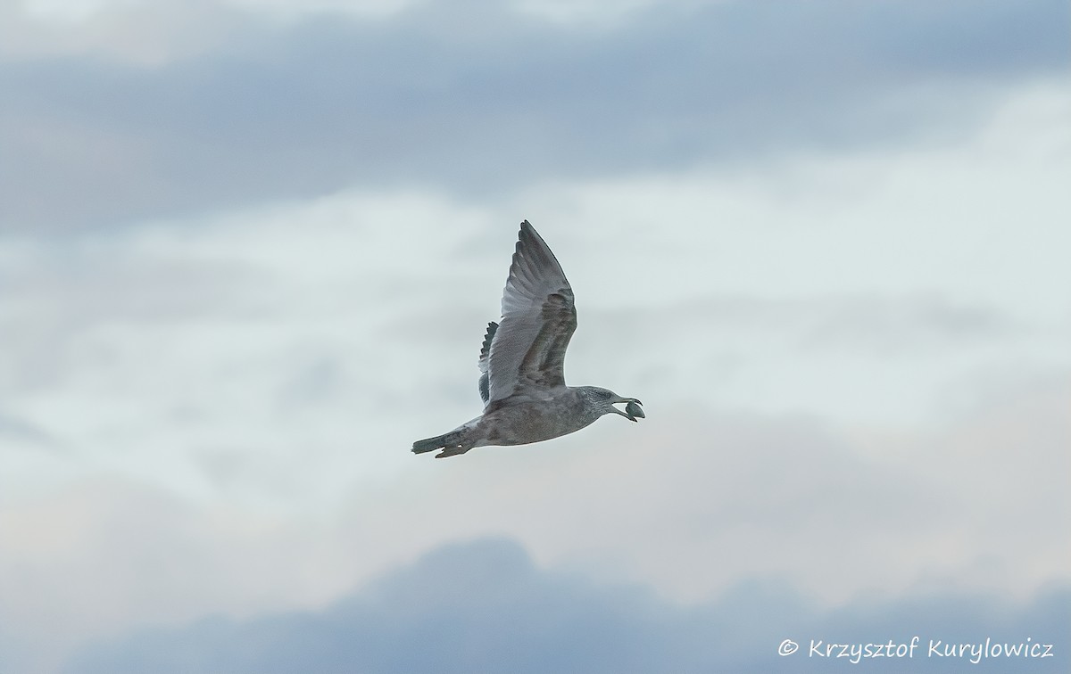 American Herring Gull - ML646048990