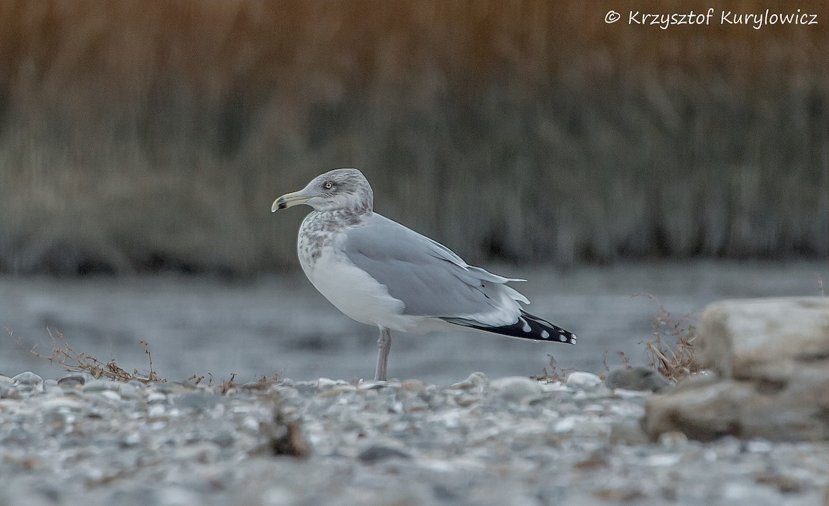 American Herring Gull - ML646048991