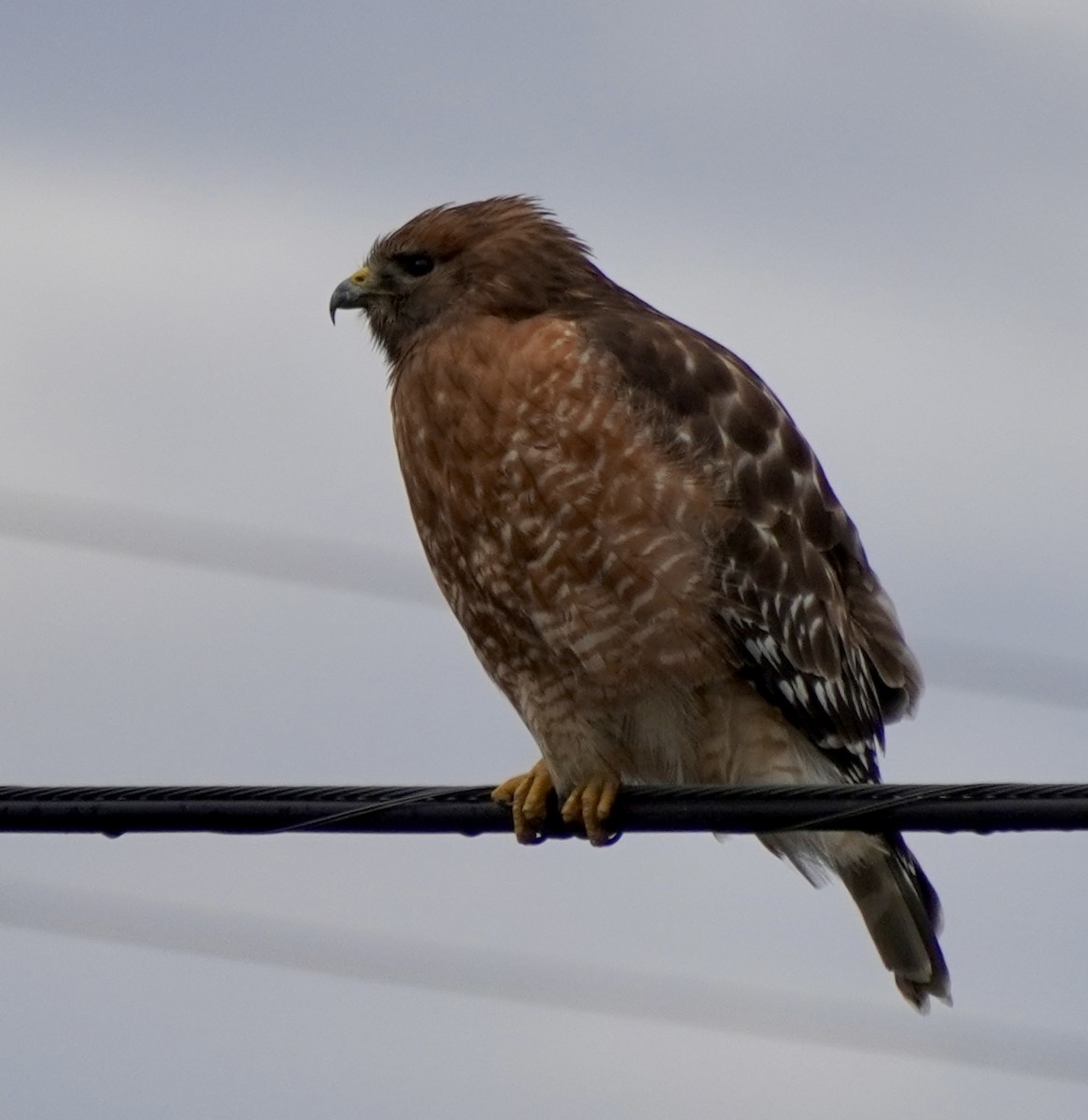 Red-shouldered Hawk - ML646048992