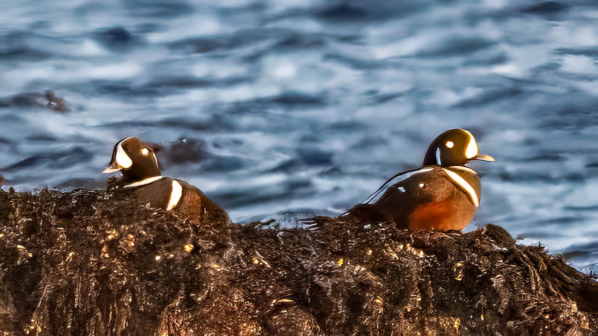 Harlequin Duck - ML646048994