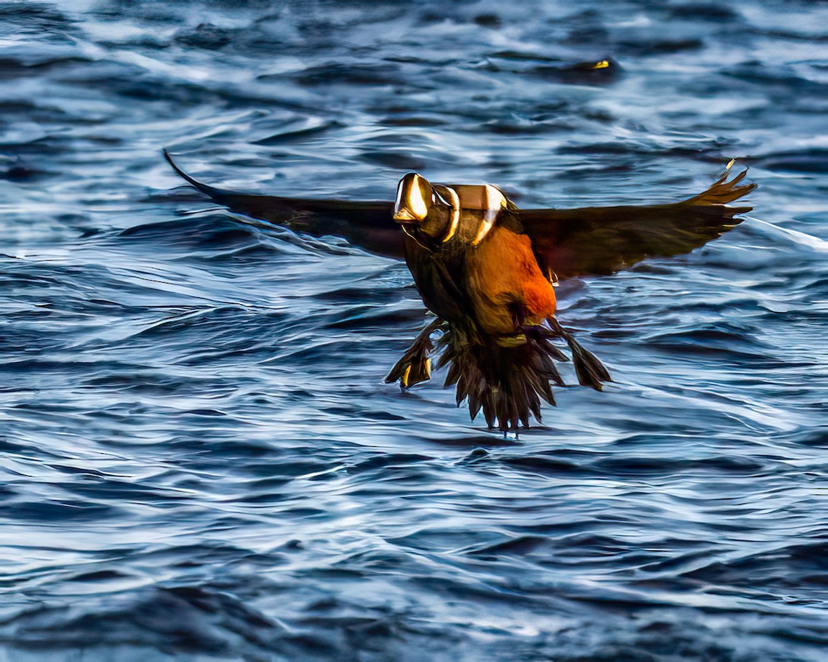Harlequin Duck - ML646048995