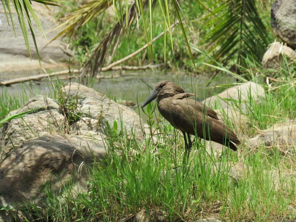 Hamerkop - ML646048996