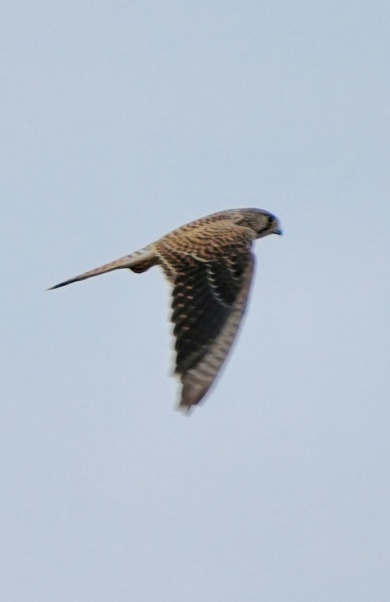 Eurasian Kestrel - ML646048997
