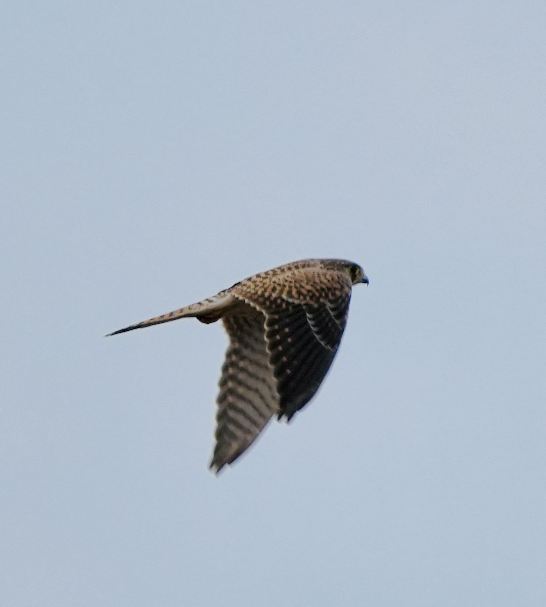 Eurasian Kestrel - ML646048998