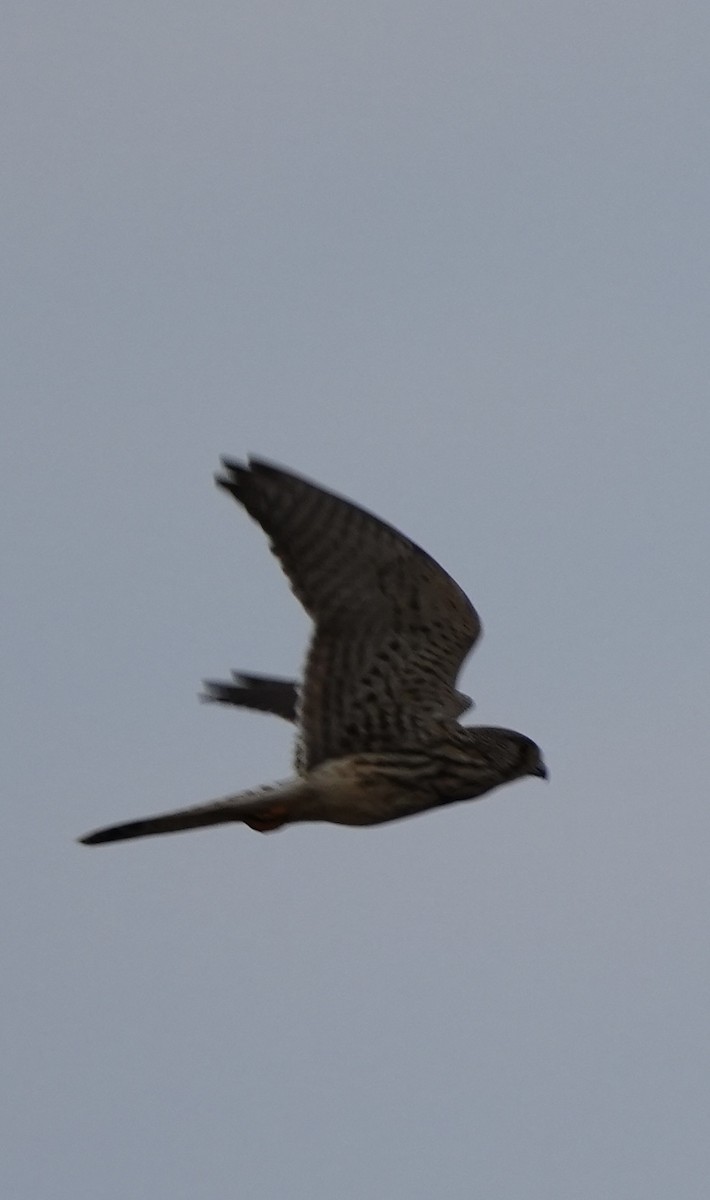 Eurasian Kestrel - ML646048999