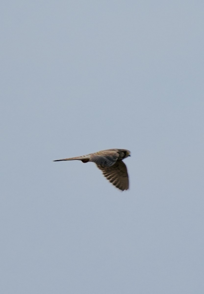 Eurasian Kestrel - ML646049000